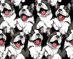 SAM709 (Boston Terrier-materiálové varianty)