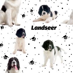 SAM501A (Landseer -materiálové varianty)