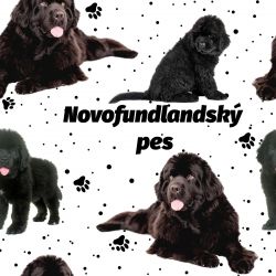 SAM500A (Novofundland na bílé -materiálové varianty)
