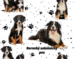 SAM393 (Bernský salašnický pes- materiálové varianty)