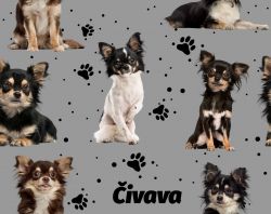 SAM352A (Čivava chlupatá na šedé- materiálové varianty)