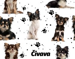 SAM352B (Čivava chlupatá na bílé- materiálové varianty)