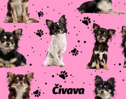 SAM352C (Čivava chlupatá na růžové- materiálové varianty)