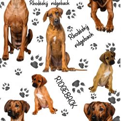 SAM968A (RIDGEBACK na bílé -materiálové varianty)