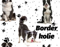 SAM215A (Border kolie na bílé -materiálové varianty)