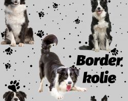 SAM215B (Border kolie na šedé -materiálové varianty)