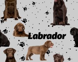 SAM348A (Labrador tmavý na šedé- materiálové varianty)