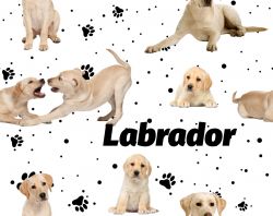 SAM347 (Labrador světlý na bílé- materiálové varianty)