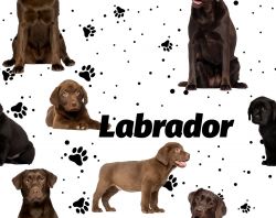 SAM348B (Labrador tmavý na bílé- materiálové varianty)