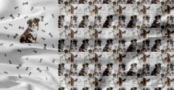  American Shepherdaa panel–materiálové varianty!!    | BELLA - 210 gsm, TORINO 140 gsm -funkční úplet, Funkční úplet MILKY, GARZATO 200gsm- funkční úplet počesaný, DOLOMOTY 250, Softshell zimní 320 gsm, Kočárkovina, X-BAVLNĚNÝ SATÉN, X-BAVLNĚNÝ ÚPLET, X-BAVLNĚNÁ TEPLÁKOVINA