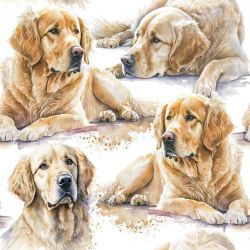 SAM1044A (ZLATÝ RETRIEVER- materiálové varianty)