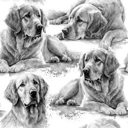 SAM1044B (ZLATÝ RETRIEVER- materiálové varianty)