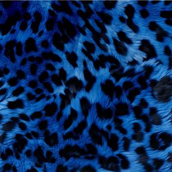 Kožešina leopard modrá- materiálové varianty | BELA, Torino -úplet funkční, MILKY -úplet funkční, Lycra, PUSH UP LYCRA/ plavkovina, GARZATO 200gsm- funkční úplet počesaný, Termo lycra počesaná, Softshell zimní 320 gsm, Softshell LETNÍ NEPRUŽNÝ, Softshell letní pružný 220gsm, Softshell jarní 285 gsm, Kočárkovina, Silver pružné plátno, SILKY, DOLOMITY--úplet /teplákovina počesaný