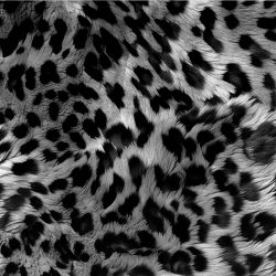 Kožešina leopard šedá- materiálové varianty | BELA, Torino -úplet funkční, MILKY -úplet funkční, Lycra, PUSH UP LYCRA/ plavkovina, GARZATO 200gsm- funkční úplet počesaný, Termo lycra počesaná, Softshell zimní 320 gsm, Softshell LETNÍ NEPRUŽNÝ, Softshell letní pružný 220gsm, Softshell jarní 285 gsm, Kočárkovina, Silver pružné plátno, SILKY, DOLOMITY--úplet /teplákovina počesaný