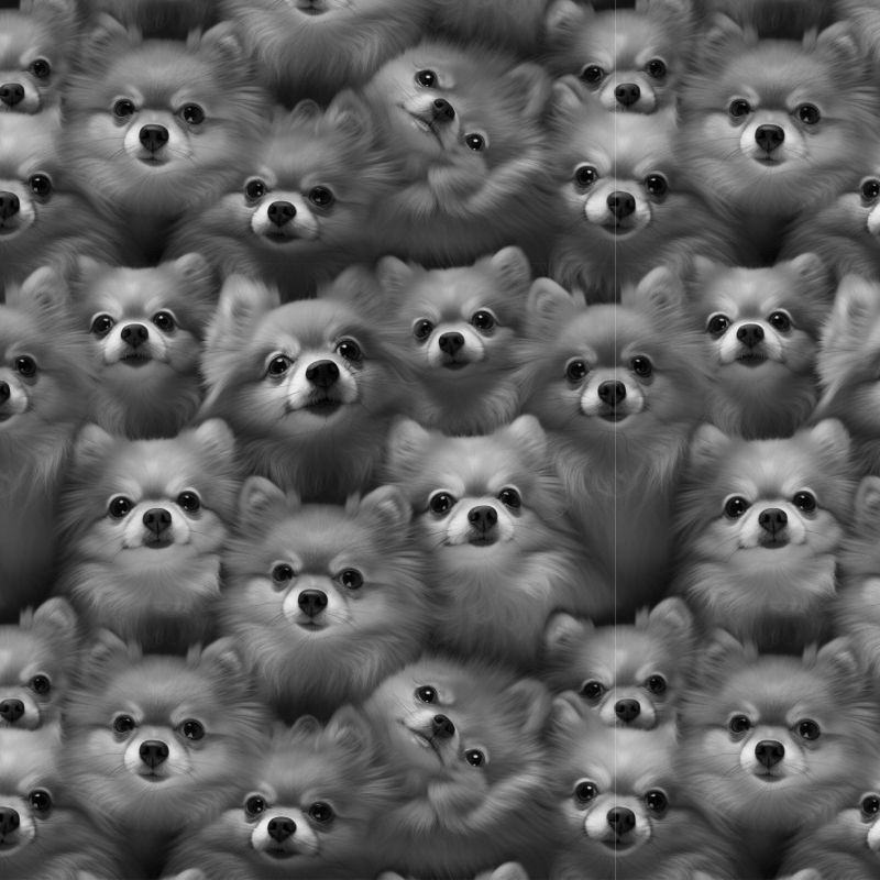 Pomeranian teplákovina, Pomeranian kočárkovina, Pomeranian softchel mavaga design
